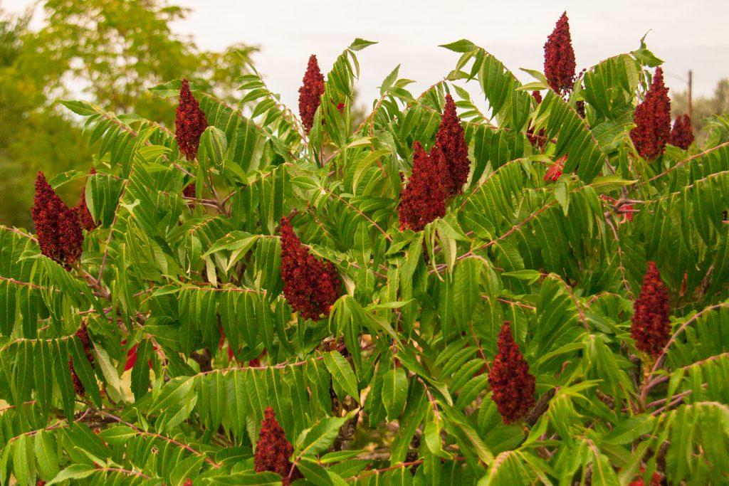 Sumac Spice | Bright & Citrusy Flavor